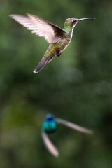 Colibrí volando, Colombia