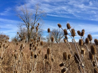 dry thistles and blue sky