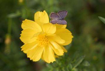 butterfly on flower