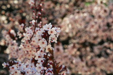 Fototapeta premium Ben arrivata primavera: fioritura di un albero di Prunus, delicati fiori bianchi appena sbocciati