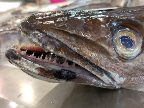 Frischer Seehecht mit scharfen Z&auml;hnen in der Markthalle von Santiago de Compostela