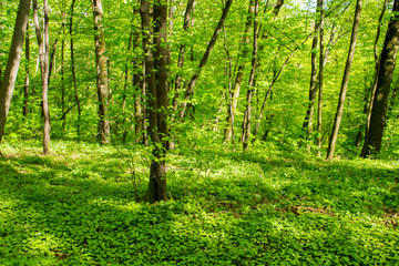 Fototapeta na wymiar The mixed deciduous forest in the spring