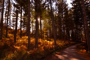 Obraz premium Luci e ombre nella foresta in autunno