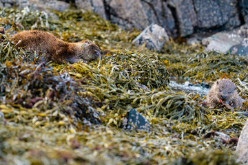Tired mother Otter (Lutra lutra) sleeps while her cub eats a flat fish