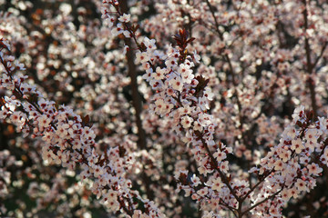 Ben arrivata primavera: fioritura di un albero di Prunus, delicati fiori bianchi appena sbocciati