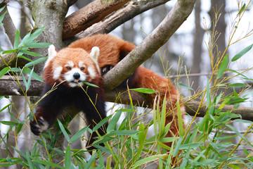 Naklejka premium red panda eating bamboo on the tree