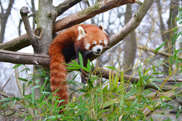 red panda in tree