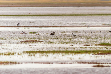 flock of birds on the lake Manyara, Africa