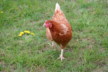 Fototapeta premium A free range hen on grass