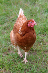 A free range hen on grass