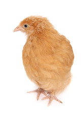 A young chicken photographed against a white background