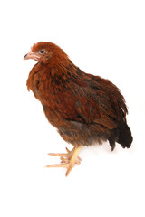 A studio photograph of a young chicken