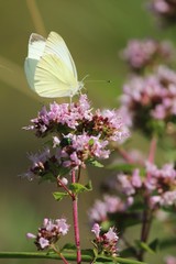 butterfly on flower