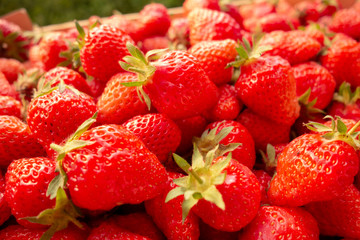 Freshly picked organic strawberries.