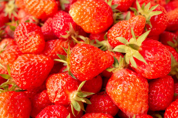 Freshly picked organic strawberries.