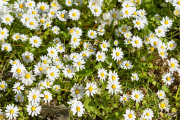 Top view of Chamomile (camomile) field with blooming flowers