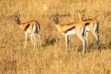 Naklejka na ściany i meble young impala in serengeti national park tanzania africa