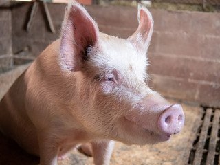 big pig looking friendly on a barn