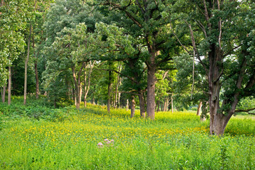 An oak savanna in summer.