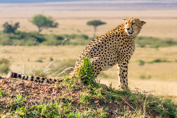 cheetah in grass in serengeti