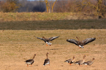 Flying Greater white-fronted goose - Anser albifrons frontalis