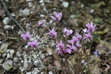 Cyclamen repandum