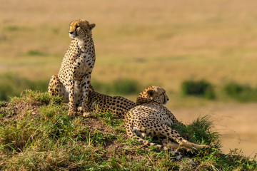 cheetah in the grass