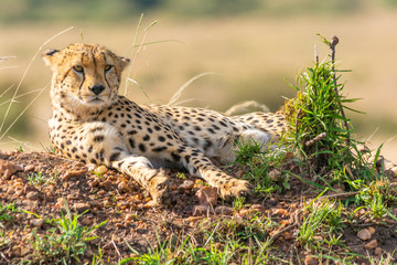 cheetah in the grass