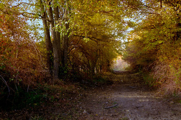 Luci e ombre nella foresta in autunno