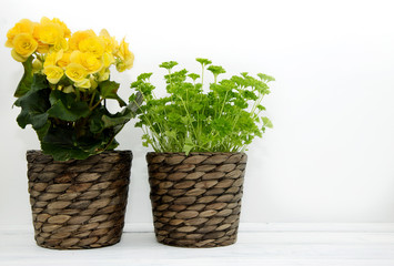 Blooming yellow begonia and green fresh parsley in wicker flower pots are standing on a white table. Cultivation of flowers as decorations for the home. Place for text