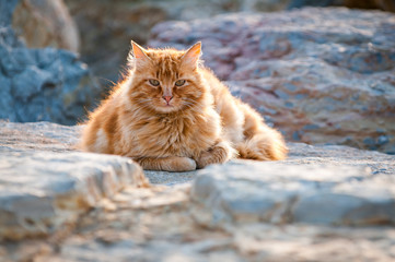 A well-fed feral cat sits outdoors on a rock wall, ginger fur shining in the sun waiting for fishing leftovers near the Sea of Marmara in Istanbul, Turkey © PeskyMonkey