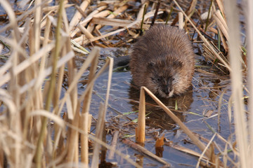Muskrat. (Lat. Ondatra zibethicus)	