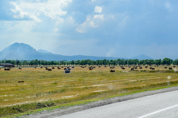 Fototapeta na wymiar Field with bales of hay. Preparing hay for feeding animals. Newly beveled hay in bales on field.