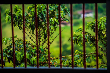 Fence in a coffee farm, Colombia