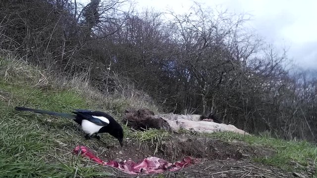  Elstern am Futterplatz in der Eifel