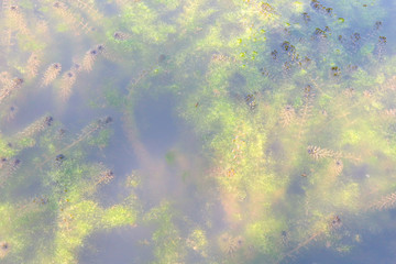 Close up green algae in the water. the view from the top.