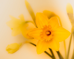 Daffodil in bloom