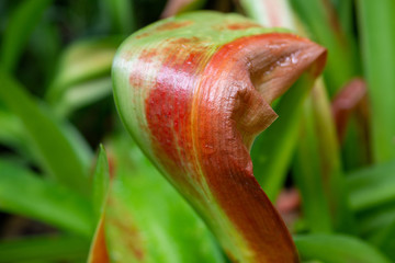 red and green tropical leaf background 