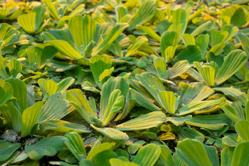 tropical water plants close up 