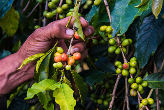 hands picking coffee granes in Colombia