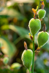 buds of a canna edulis tropical plant 