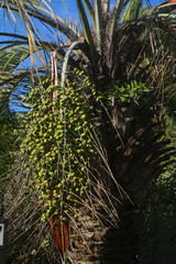 dattes sur un palmier au maroc
