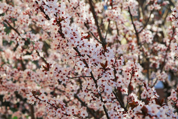 Ben arrivata primavera: fioritura di un albero di Prunus, delicati fiori bianchi appena sbocciati