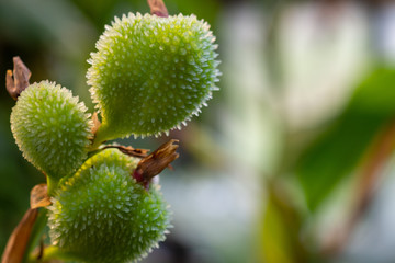 buds of a canna edulis tropical plant 