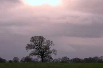 single oak tree on a field with dramatic sky, obituary, condolences