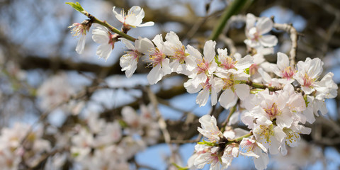 Almond tree branch full of white pink blossoms during spring time