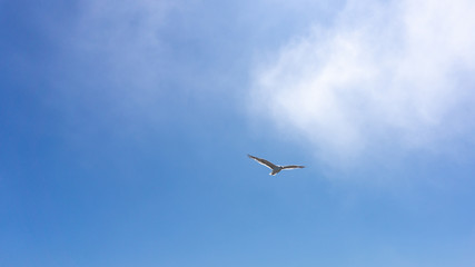 Flying Seagull on a clear summer sky