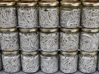 Botes de gulas de pescado en conserva, alevines de anguilas.