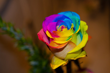 Fototapeta na wymiar Beautiful Rainbow Rose