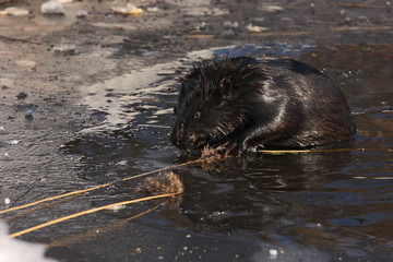 Eurasian beaver in the wild.